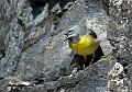 Vintererle - Grey wagtail (Motacilla cinerea) male 